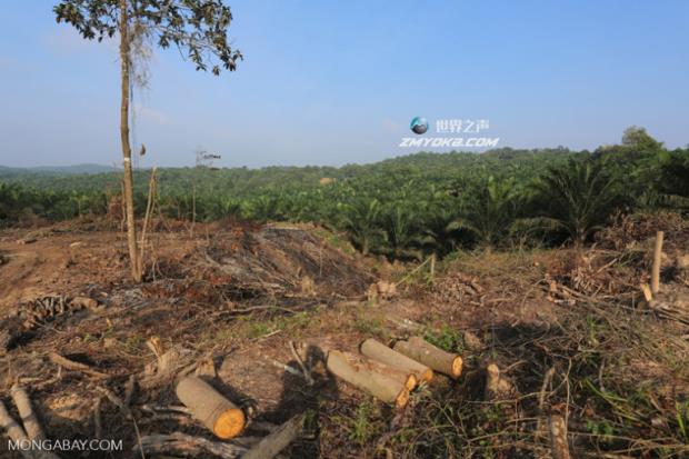 越来越多的人呼吁印尼扩大对新棕榈油种植园的禁令